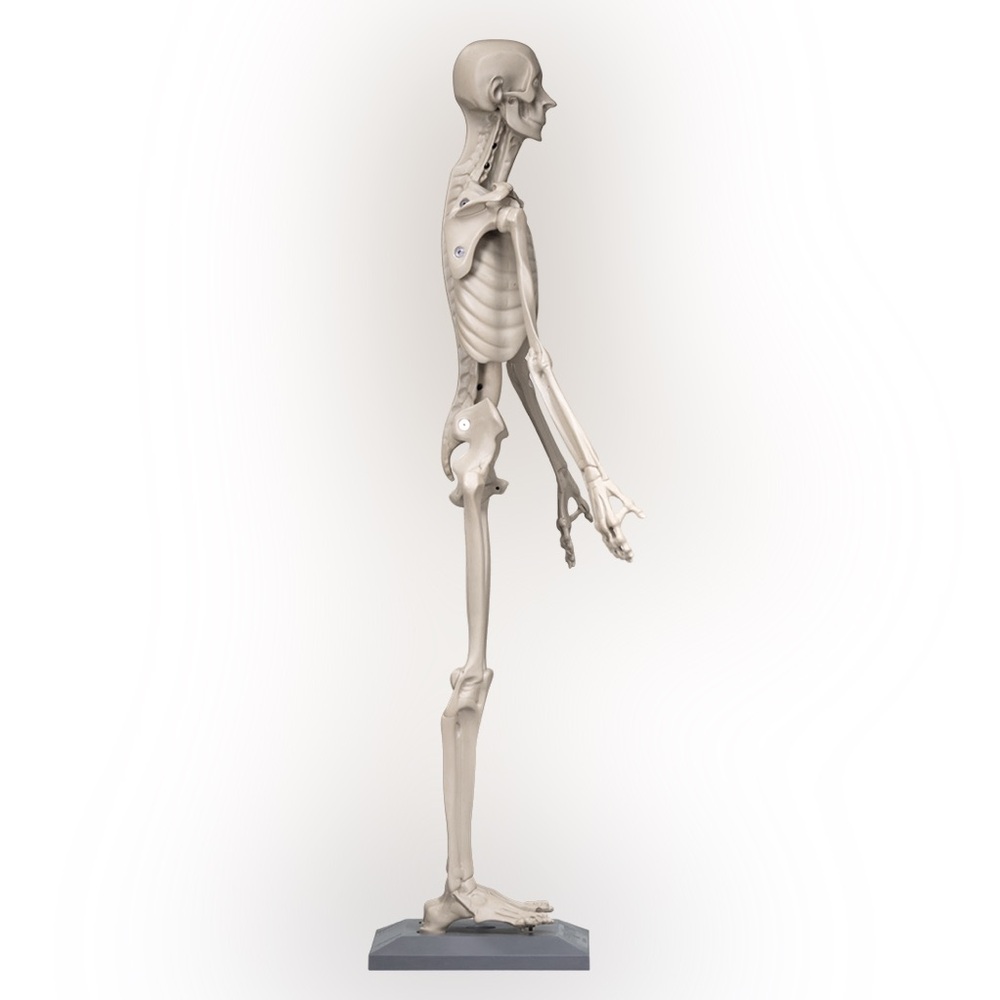 Zahourek System Zoologic Anatomy in Clay Maniken Student Half Skeleton Model